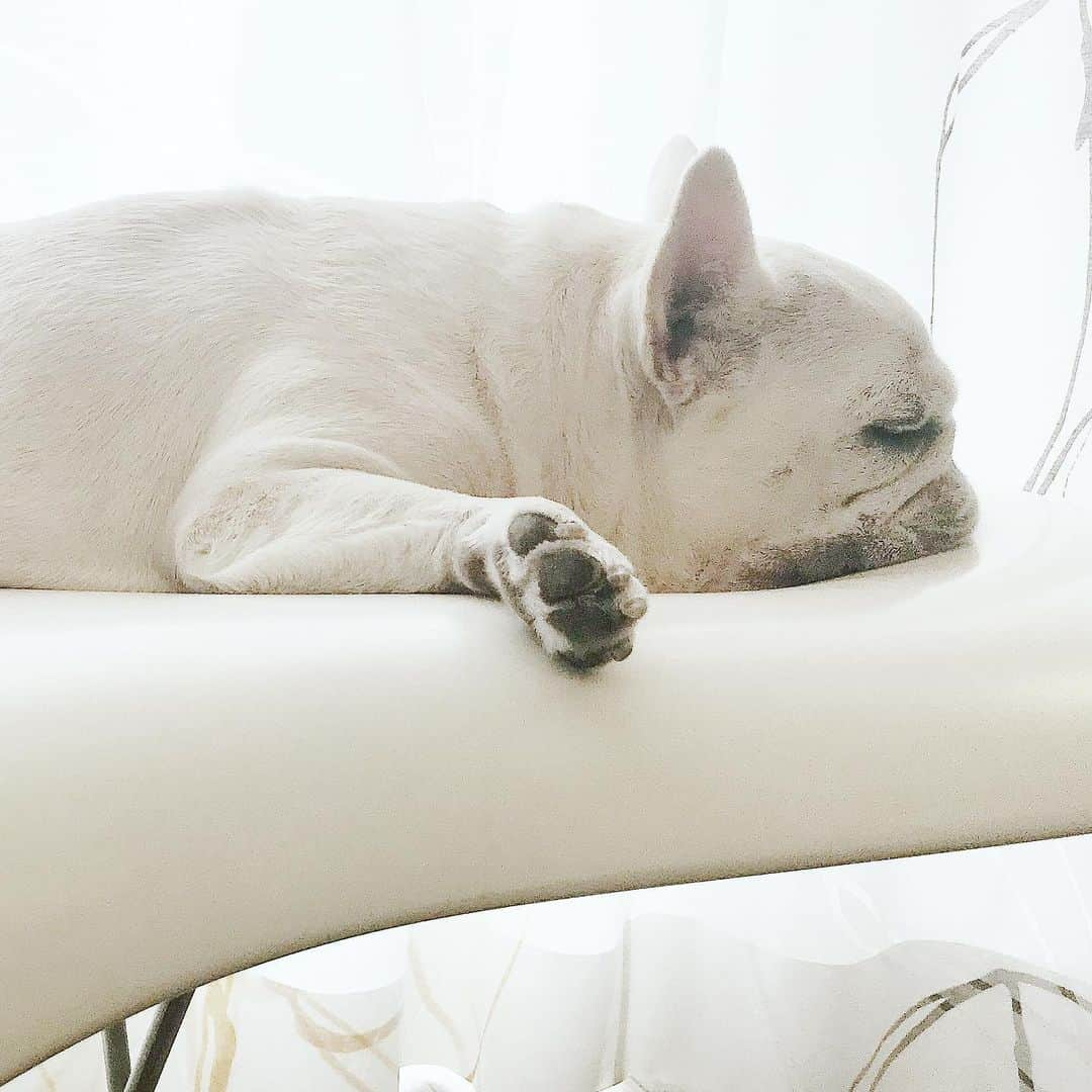 Ham-chanさんのインスタグラム写真 - (Ham-chanInstagram)「#frenchbulldog #frenchie #hamham #hamchan #フレンチブルドッグ #フレブル #はむちゃん #はむはむ  梅雨入りしちゃったね。 だらだら🐶💤」6月9日 13時28分 - hide_ham_tank