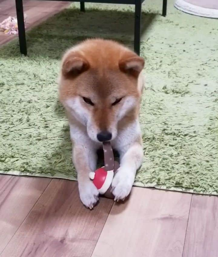 柴犬たま Shibainu Tamaのインスタグラム