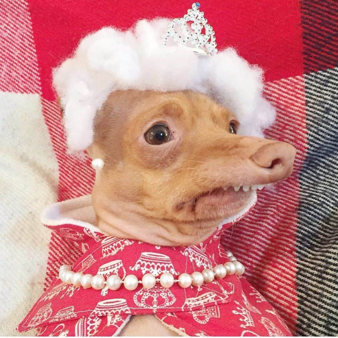 Tuna {breed:chiweenie} さんのインスタグラム写真 - (Tuna {breed:chiweenie} Instagram)「It’s late (12.42am), and I’m late in posting about this but yesterday, 8th June, was Queen Elizabeth II official birthday and since Tuna is part British via his dad, we celebrate! Happy official birthday, Your Majesty! 👑🇬🇧🎉 #thisisanoldphoto #TheHairIsColinsInsides 😬」6月9日 13時42分 - tunameltsmyheart