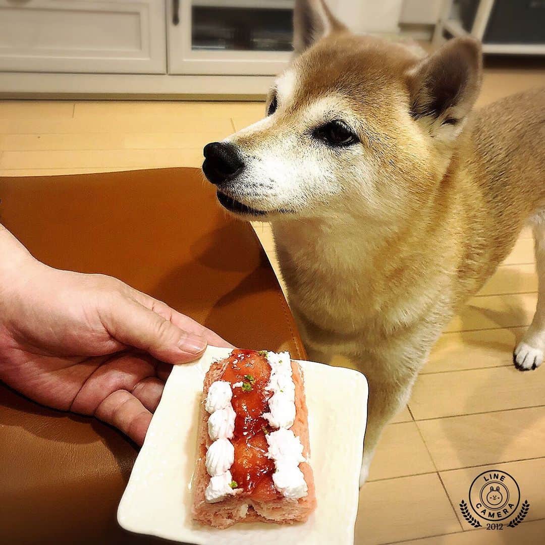 名倉右喬さんのインスタグラム写真 - (名倉右喬Instagram)「毎年のご馳走、 お誕生日にはケーキを。  今年はイチゴクリームの ロールケーキです。  #しばたくん #柴犬 #名倉右喬」6月9日 13時48分 - ukyo.nagura