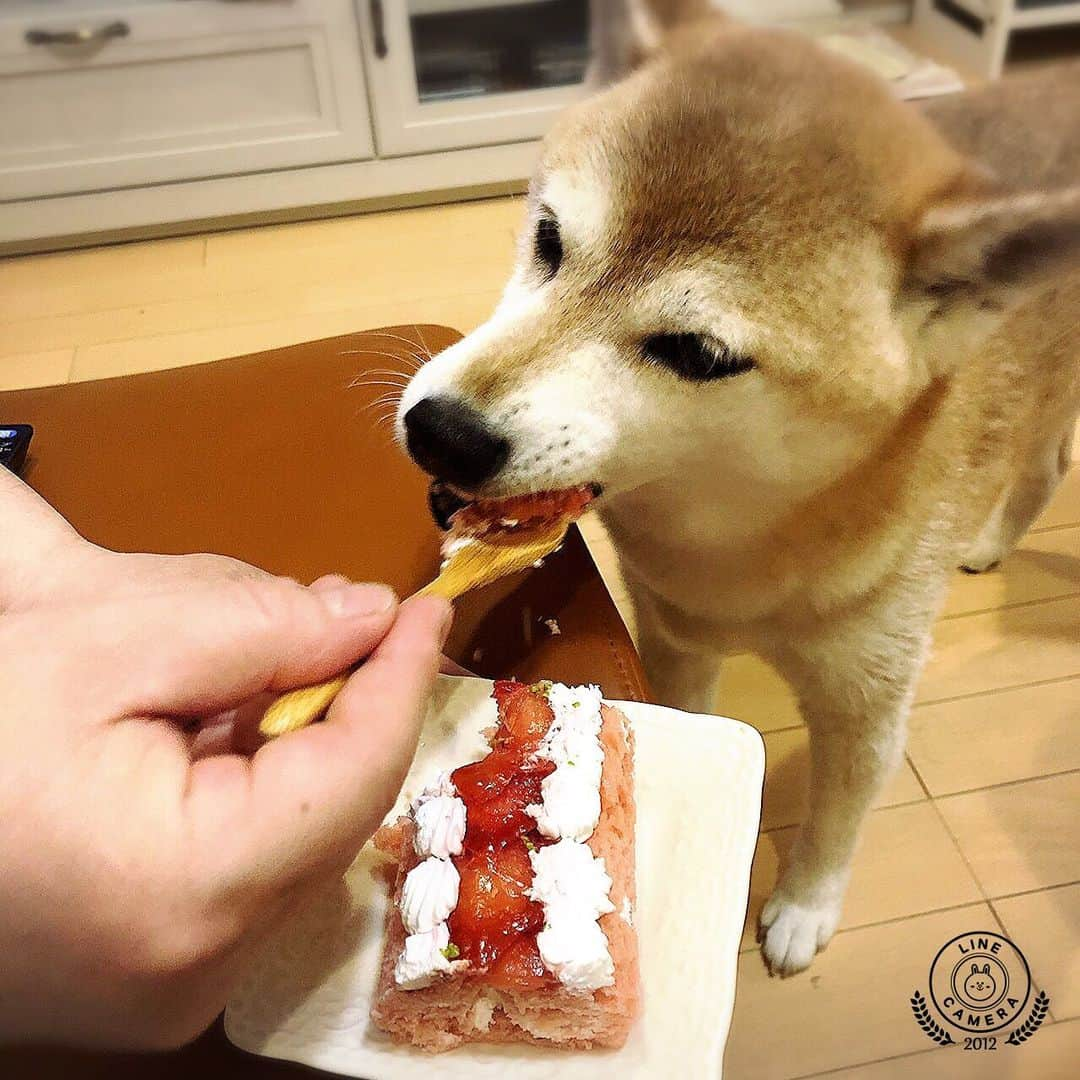 名倉右喬さんのインスタグラム写真 - (名倉右喬Instagram)「毎年のご馳走、 お誕生日にはケーキを。  今年はイチゴクリームの ロールケーキです。  #しばたくん #柴犬 #名倉右喬」6月9日 13時48分 - ukyo.nagura