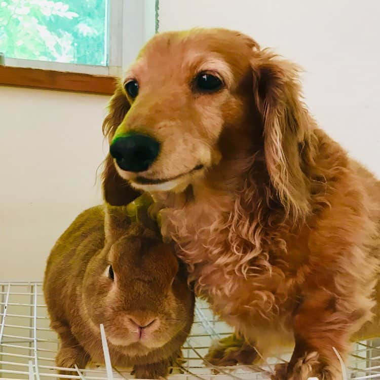 Chieko Shibutaさんのインスタグラム写真 - (Chieko ShibutaInstagram)「たろー🐶&うじゃこ🐰地方☁ ロボット君　掃除中の為の為　避難中！ たろー！ 偉そうに　動いてる　彼は　何ですか？🐰💦 僕達より　役に立つらしいよ！🐶💦 💕✨🐶🍀🐰✨💕 #dachshund #dachshunds #dachshundlove #dog #dogs #doglove #instadog #instagram #instagood #pet #pets #petsagram #cute #cutepe #cutepet #cutedog #cuteanimals #likes #09076999576 happy #smile #rabbit #ラビット #ミニュチュア #ミニュチュアダックス  #ミニュチュアダックスフント #うさぎ部 #うさぎ #ダックス #ダックスフンドロングヘアー#ねざーらんどわーふ」6月9日 13時58分 - chieko.81