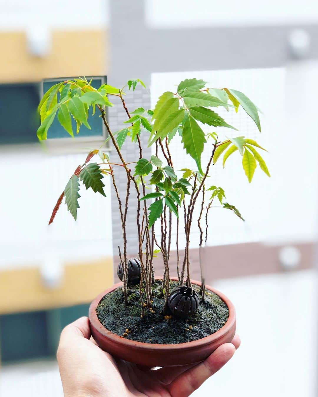 金成公信のインスタグラム：「ハゼの寄せ植えを小さい鉢にギュッと植え替え。ええがな。#ハゼ #ハゼノキ #ハゼ盆栽 #haze #寄せ植え #japanesewaxtree #盆栽 #bonsai #bonsaijapan #japanesebonsai #wabisabi #bonsailovers #bonsailife #bonsaitree #bonsaiart #bonsaigram #bonsaiworld #plants #tree #greenlife #greenlifestyle」