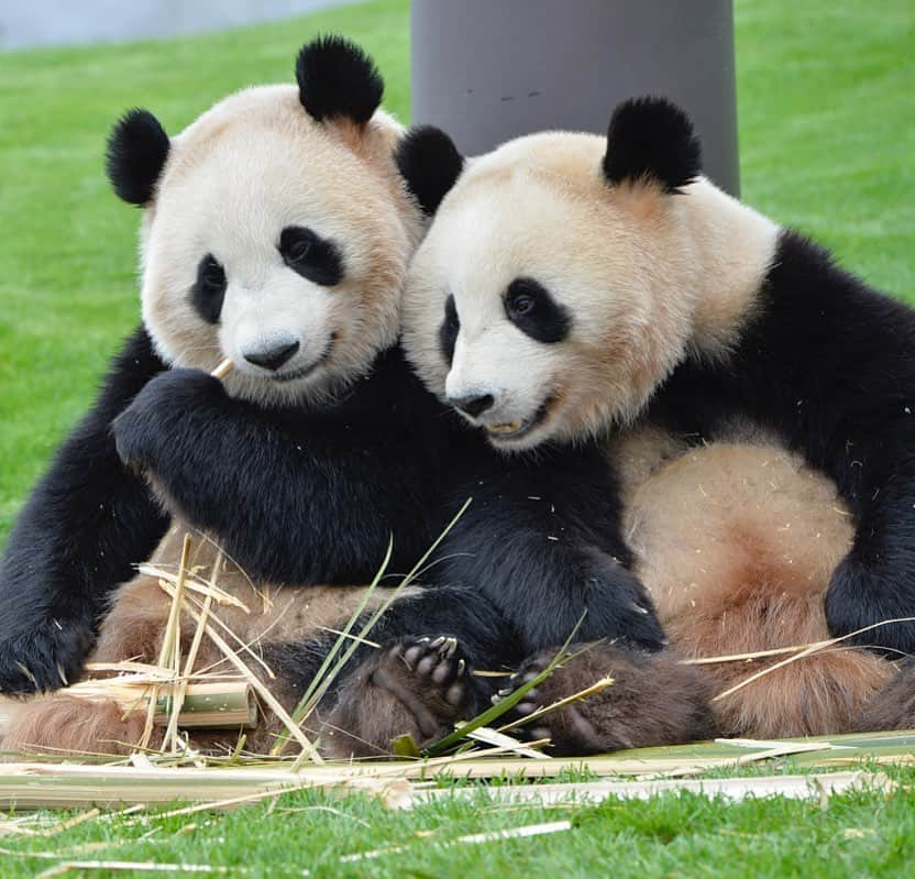 パンダ（白浜）さんのインスタグラム写真 - (パンダ（白浜）Instagram)「🐼 😊 #HELLOLITTLE 🐼🐼🐼 #ハローリトル #baby #pandamental #hellopanda #ハローパンダ #パンダグラビア and #panda #pandababy 🐼🐼🐼 ⭐︎『HELLO LITTLE』IN STORE NOW⭐️ so cute twins in my life 🌸🍑 2016」6月9日 14時35分 - hellopanda_book