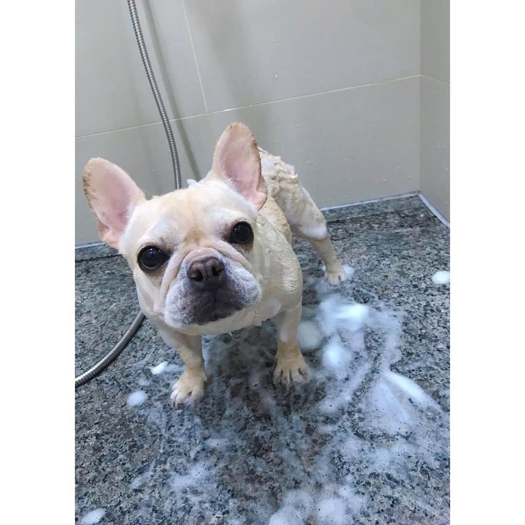 千田愛紗さんのインスタグラム写真 - (千田愛紗Instagram)「ハナさん洗澡日🛁 #frenchbulldog #dogshampoo」6月9日 14時54分 - aisa1108