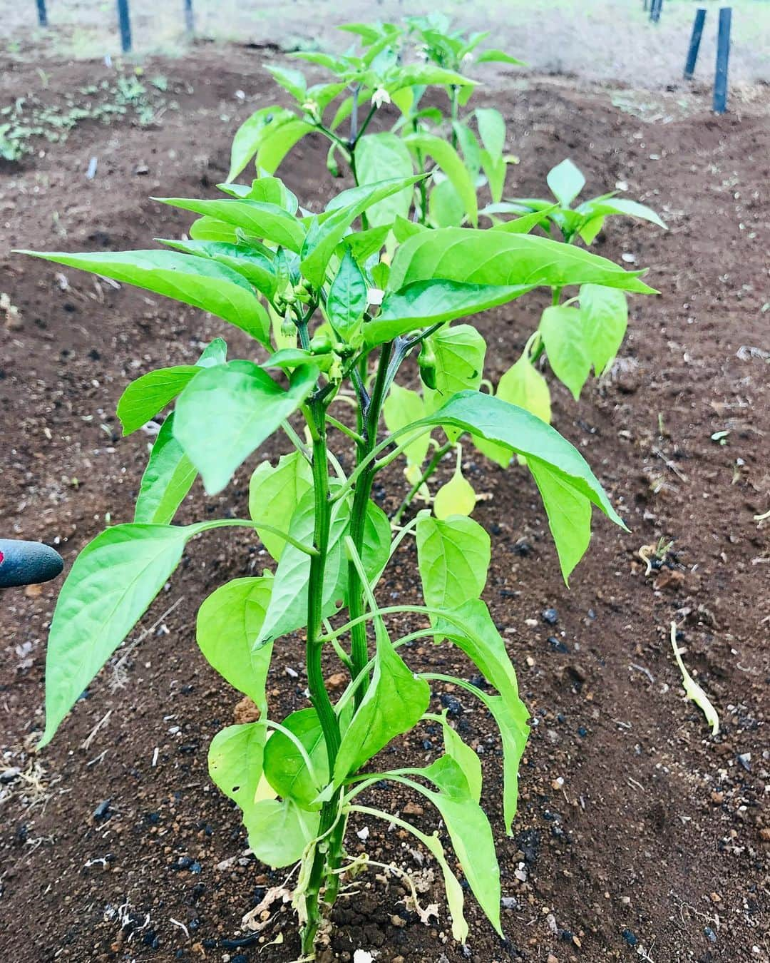 Shogoさんのインスタグラム写真 - (ShogoInstagram)「トウモロコシの芽が出てきたー🤩  ラディッシュもパクチーも🌱  茄子の苗が鳥か何かにやられて残り一株。笑 なんとか育ってくれー。  枝豆、トマト、万願寺とうがらし、元気です。  #velbed農園」6月9日 15時02分 - shogo_velbed