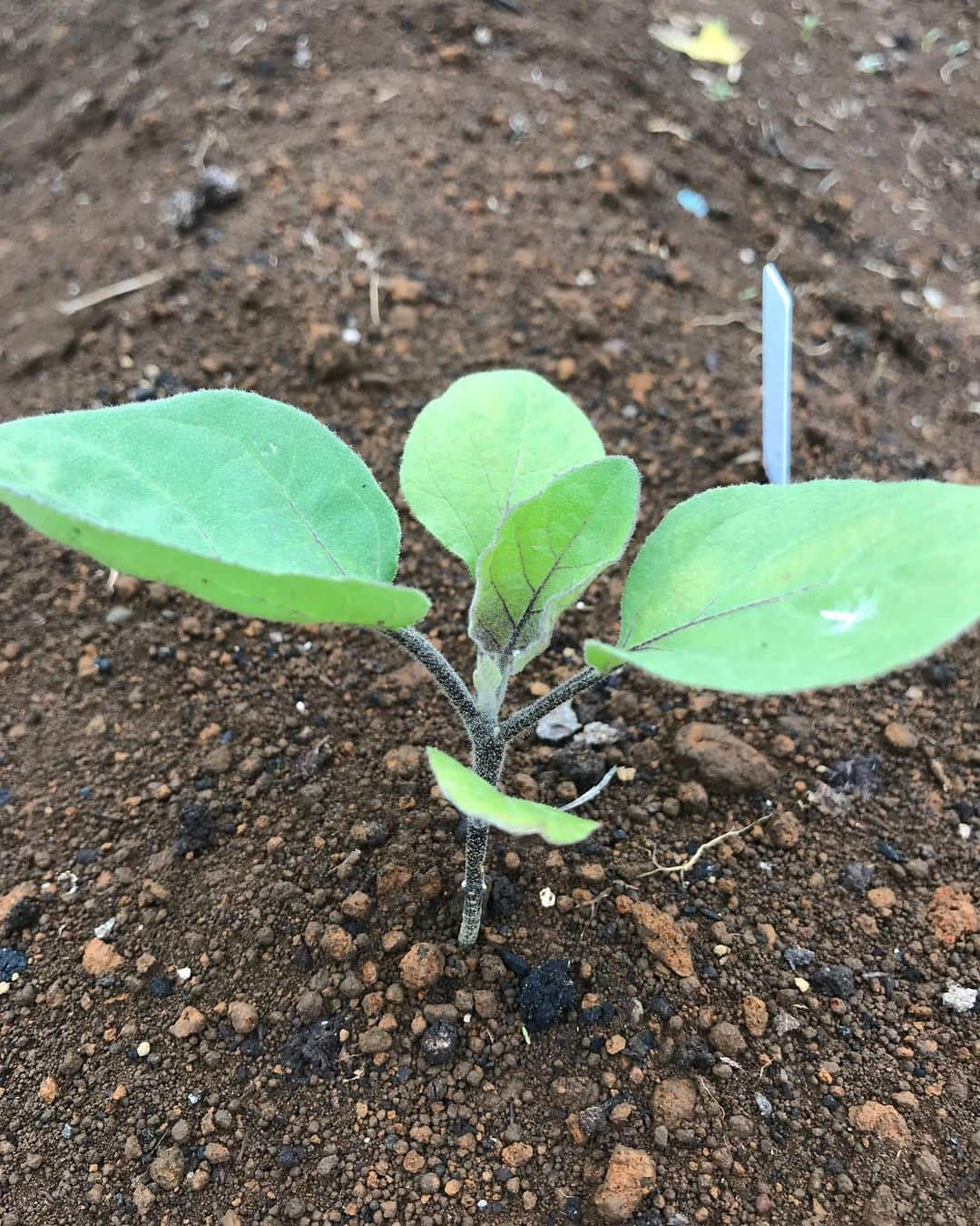 Shogoさんのインスタグラム写真 - (ShogoInstagram)「トウモロコシの芽が出てきたー🤩  ラディッシュもパクチーも🌱  茄子の苗が鳥か何かにやられて残り一株。笑 なんとか育ってくれー。  枝豆、トマト、万願寺とうがらし、元気です。  #velbed農園」6月9日 15時02分 - shogo_velbed