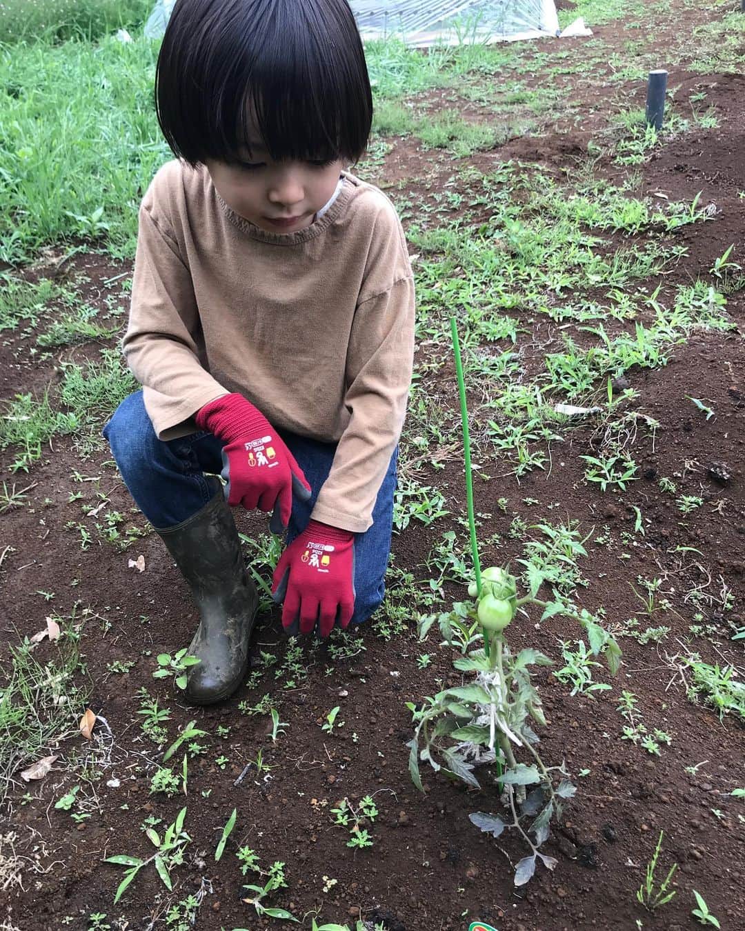 Shogoさんのインスタグラム写真 - (ShogoInstagram)「トウモロコシの芽が出てきたー🤩  ラディッシュもパクチーも🌱  茄子の苗が鳥か何かにやられて残り一株。笑 なんとか育ってくれー。  枝豆、トマト、万願寺とうがらし、元気です。  #velbed農園」6月9日 15時02分 - shogo_velbed