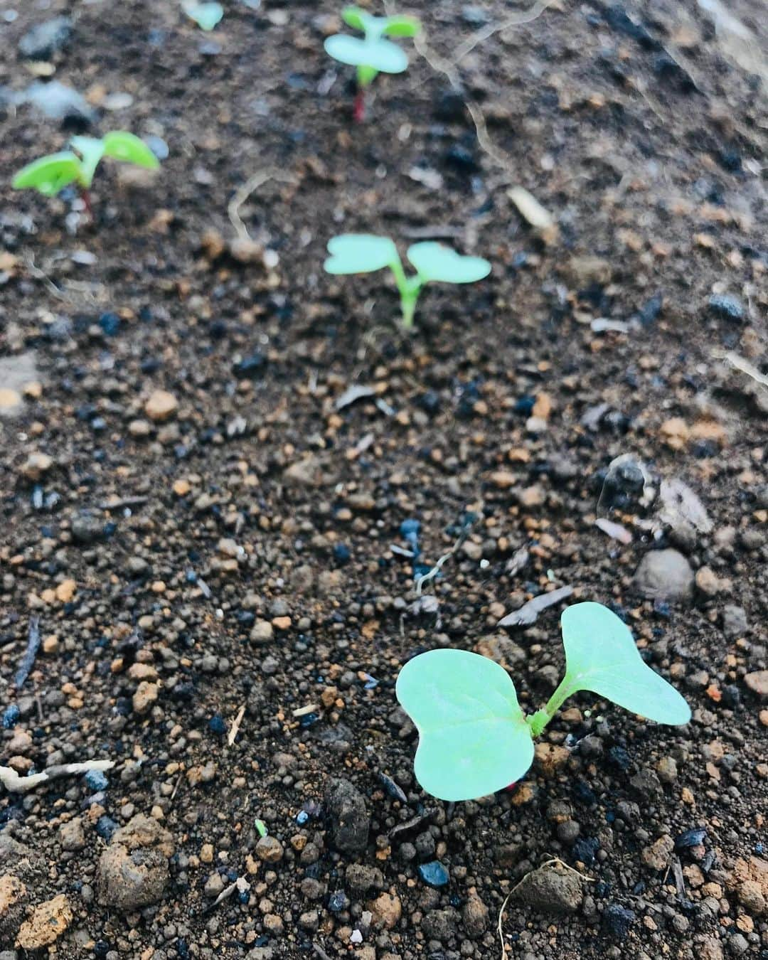 Shogoさんのインスタグラム写真 - (ShogoInstagram)「トウモロコシの芽が出てきたー🤩  ラディッシュもパクチーも🌱  茄子の苗が鳥か何かにやられて残り一株。笑 なんとか育ってくれー。  枝豆、トマト、万願寺とうがらし、元気です。  #velbed農園」6月9日 15時02分 - shogo_velbed