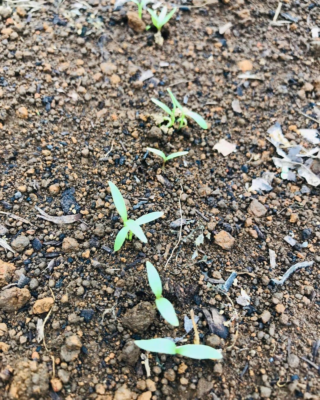 Shogoさんのインスタグラム写真 - (ShogoInstagram)「トウモロコシの芽が出てきたー🤩  ラディッシュもパクチーも🌱  茄子の苗が鳥か何かにやられて残り一株。笑 なんとか育ってくれー。  枝豆、トマト、万願寺とうがらし、元気です。  #velbed農園」6月9日 15時02分 - shogo_velbed