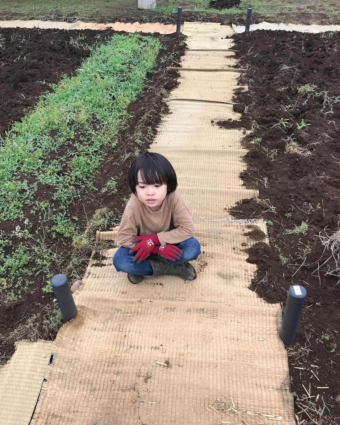 Shogoさんのインスタグラム写真 - (ShogoInstagram)「トウモロコシの芽が出てきたー🤩  ラディッシュもパクチーも🌱  茄子の苗が鳥か何かにやられて残り一株。笑 なんとか育ってくれー。  枝豆、トマト、万願寺とうがらし、元気です。  #velbed農園」6月9日 15時02分 - shogo_velbed