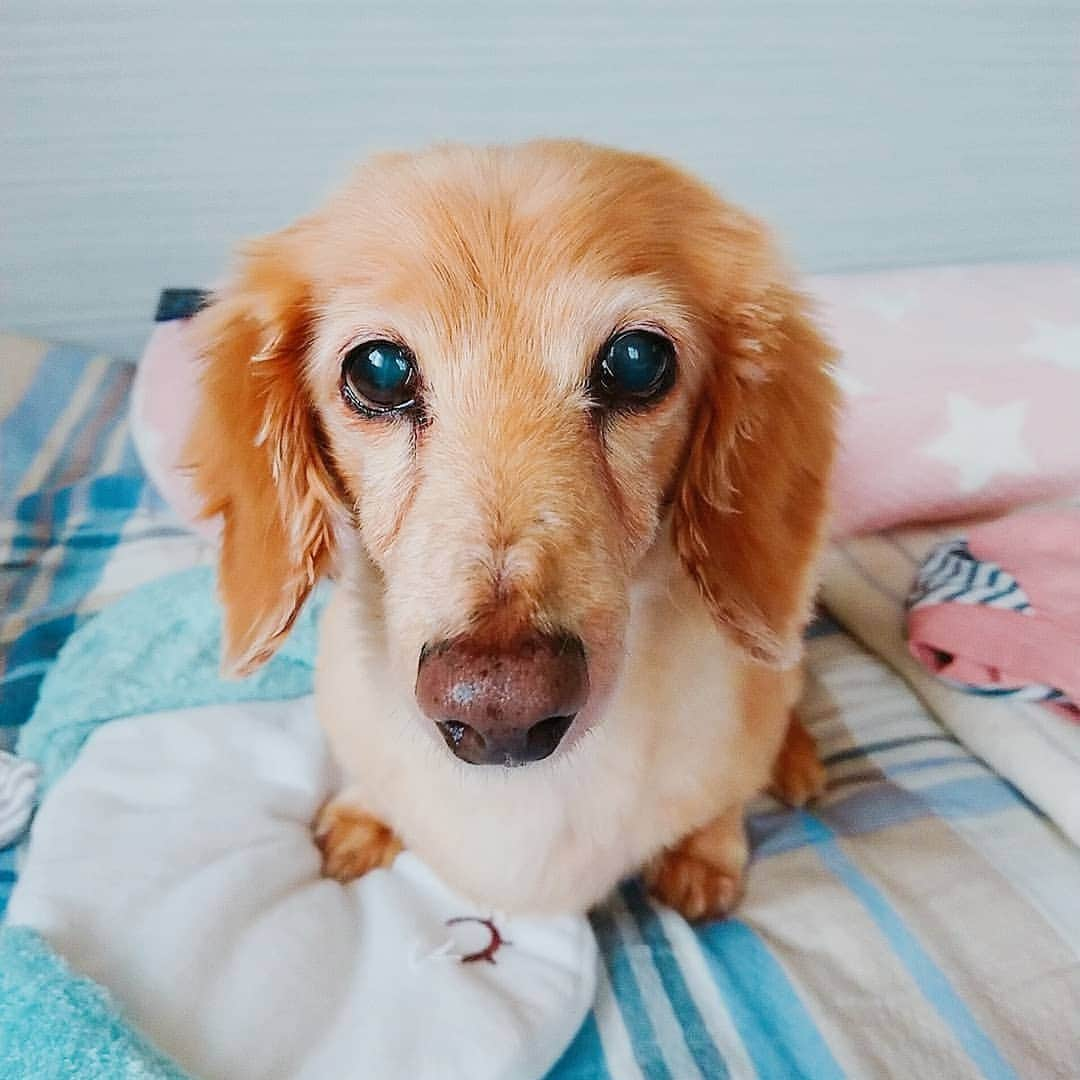 ピックさんのインスタグラム写真 - (ピックInstagram)「今日は パパミング🛁 、 日曜日は、ピックday🐶🐾 、 温浴で汚れを落とし、 シャンプー 、 今日は、私が生理痛が酷いから、パパがドライヤー✌️ 、 仕上げはおかあーさん(笑) 、 ちゃんちゃん🐾🐶😘💖 、 @saku_327 みさおに、ぴっちゃんタライだから、なんて、ig映えしないがねーって❗ タライでも、充分じゃね👌 、 水が抜けないのが難だね、、、 、 #お手入れ  #お風呂 #気持ちいい  #シャンプー #トリートメント #instadog #ilovedog #dogstagram #west_dog_japan #all_dog_japan #todayswanko #inulog #coolangel #ミニチュアダックス #ミニチュアダックスフンド #イヌスタグラム #いぬすたぐらむ #犬 #だいすき #美容 #ダイエット #いぬドル #かわいい #シニア犬 #14歳 #ピック #モデル犬 #イケワン #わんわん小学校」6月9日 15時25分 - pick09040904