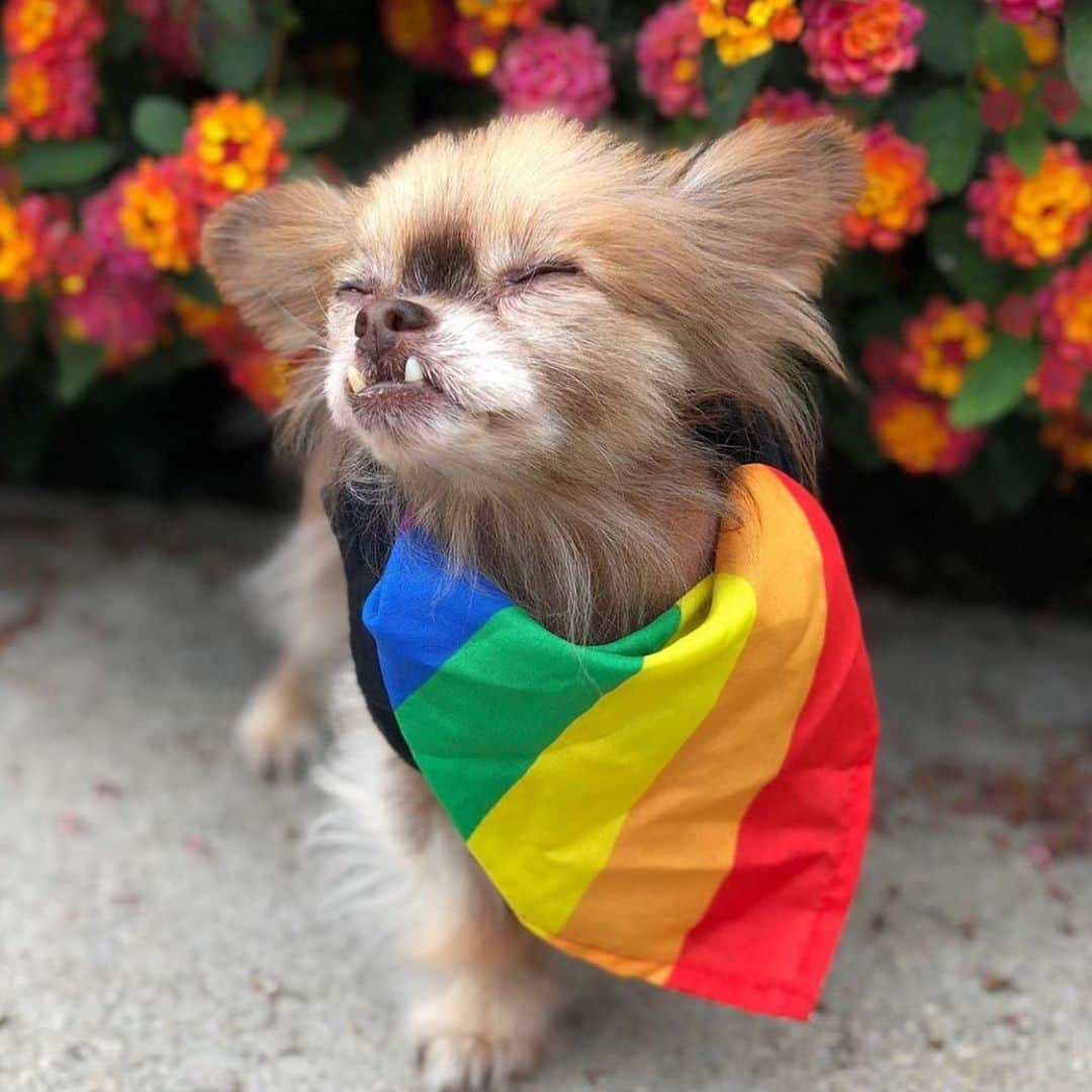 ホーランド・ロデンさんのインスタグラム写真 - (ホーランド・ロデンInstagram)「Happy pride! to what I would like to think of as Fievel’s alternate life offspring @chewiethechi look out for it on OA season 3」6月9日 15時44分 - hollandroden