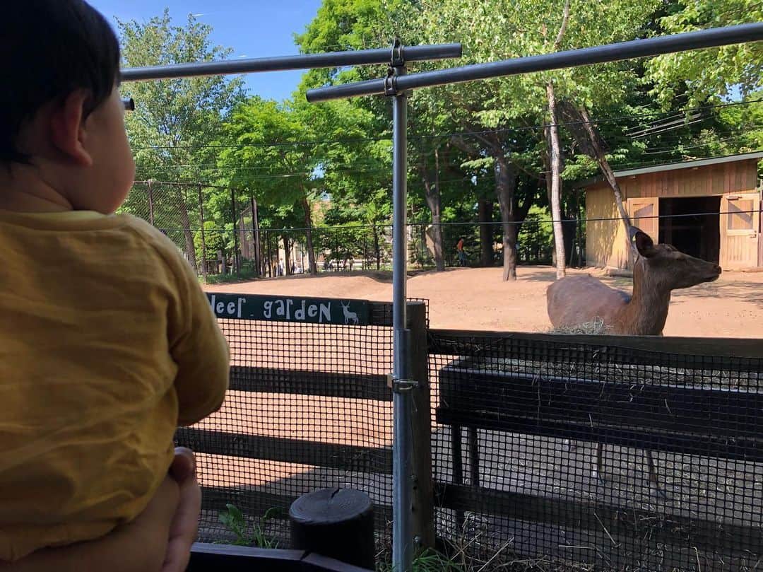 室谷香菜子さんのインスタグラム写真 - (室谷香菜子Instagram)「実は仕事でしか行ったことがなかった札幌市円山動物園。今日は日曜日。 暑すぎず過ごしやすいお天気だったためか、とても混んでいました^ ^！ 最近テレビに動物が映るとじ〜っと真剣に見つめるので、じゃあ！と動物園へ行ってみましたが、息子は半分寝ていました(。-∀-)そんなもんですよね。  ただ、円山動物園の名物展示・アザラシが円柱型の水槽を泳ぎ回るところでは、真剣に、不思議そうにじっと見つめていました！アザラシが目の前に来るとやっぱり歓声が上がりますね！  レッサーパンダも可愛かったなぁ…♡ たくさん歩いて良い運動にもなりました！ 大人気のゾウも見られて満足です！  #HBC #北海道放送 #アナウンサー #札幌ママ #おとこのこママ #日曜日 #円山動物園 #レッサーパンダ #アザラシ  #キリン #ホッキョクグマ #ゾウ」6月9日 16時10分 - hbc_muroyakanako