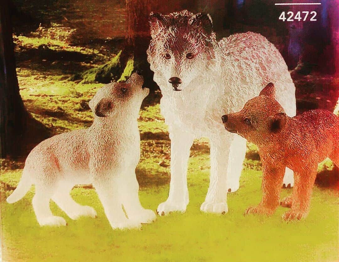 kidzoo+のインスタグラム：「【Wild Life 42472 オオカミの親子】 オオカミの赤ちゃんは生まれたときは目を開けることができません。  オオカミの子どもは生後約2週間で目を開け、10週間ほどして、はっきりと見えるようになります。そのころには、かくれんぼをしたり、草むらでころころ転がったり、小さな昆虫を捕まえて遊んだりして遊びまわります。1年程で親と同じくらいの大きさに成長し、2～3年程で群れを離れていきますが、中にはそのまま留まるものもいるようです。  #フィギュア #kids #シュライヒ #kidzooplus #玩具屋 #知育玩具 #新商品 #プレゼント #誕生日プレゼント #子供 #名古屋市名東区 #インテリア #ジオラマ #オオカミ #親子」