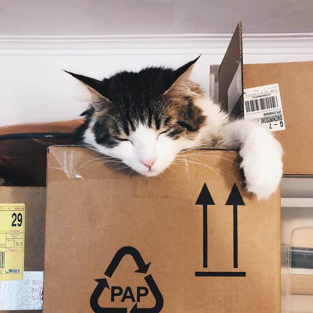 CatStockerのインスタグラム：「Hello! #catstocker is here!  Follow our FURRriend @filippobarolo  Scroll right for more pictures 👉 . . . . . . #cat #neko #mačka #chat #котка #kotek #kot #кіт #mače #кошка #кот #katze #gato #gatto #kissa #子猫 #猫 #고양이 #貓 #kedi #köttur #kissanpentu #חתול #кішка #子猫 #kittens #小猫 #kätzchen #котята」