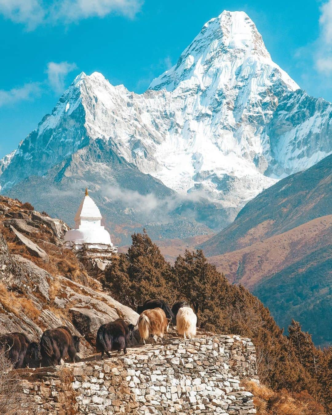 Zanna Van Dijkさんのインスタグラム写真 - (Zanna Van DijkInstagram)「Hike The Himalayas With Me 🇳🇵🏔 I’m so excited to announce my next hiking trip! It’s a 12 night adventure through Nepal taking in beautiful landscapes, connecting with the local community and supporting responsible tourism 🙏🏼🌎 All the info is on the link in my bio but here’s the basics: ➡️ 14th-26th October 2020 ➡️ £1570 per person (only a deposit is needed when booking) ➡️ Explore the capital of Kathmandu, it’s temples and culture. ➡️ A 5 day trek with all female hiking crew through the Himalayas staying in local home stays and tea houses. ➡️ Visit the Madi Valley homestay, a community tourism project which provides sustainable income and supports conservation of the wilderness and wildlife. ➡️ A safari adventure through the Chitwan National Park 🏞 And that’s just the beginning! Everyday of the trip holds new adventures and experiences which support local women in socially and economically empowering projects 🙏🏼 Spaces are limited to ensure an authentic experience and my last hiking trip sold out super fast so be sure to grab your spot! 💙 #hikingtrip #hikewithme #exploremore #grouptravel @intrepidtravel #mountaingirl Photo sources: Pinterest!」6月10日 2時47分 - zannavandijk