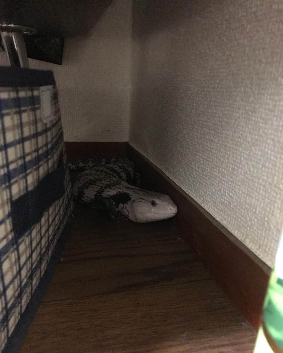 進祐哉のインスタグラム：「室内散歩からの睨み😡  #アオジタトカゲ」
