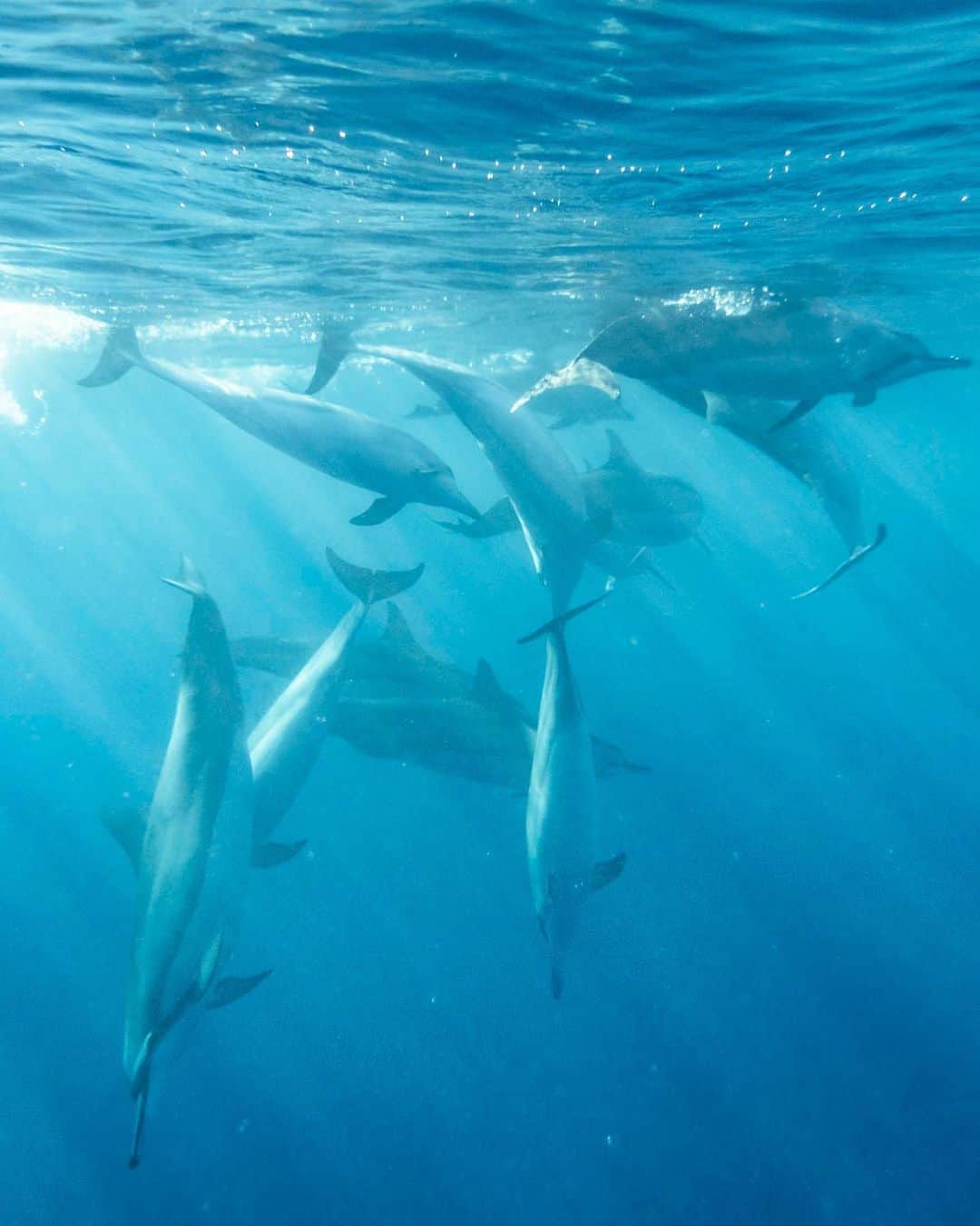 Ryoyaさんのインスタグラム写真 - (RyoyaInstagram)「#wilddolphins #hawaii #rx100m5a #🐬」6月10日 3時36分 - ryoya_takashima