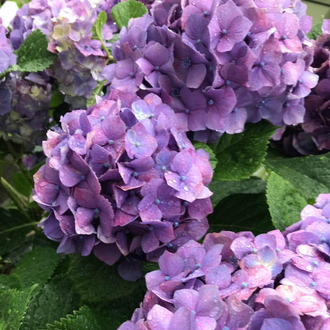 安蘭けいさんのインスタグラム写真 - (安蘭けいInstagram)「梅雨ですね☂️ 雨はあまり好きじゃないけど、この季節に咲く紫陽花は大好き💕 満開に咲く力強さと色の鮮やかさが、憂鬱な気分を吹き飛ばしてくれます🌸 #紫色好き #梅雨入り #しとしと雨  #お気に入りの傘さそう☂️ #皆さん足元お気をつけて！」6月9日 18時46分 - toko_aran