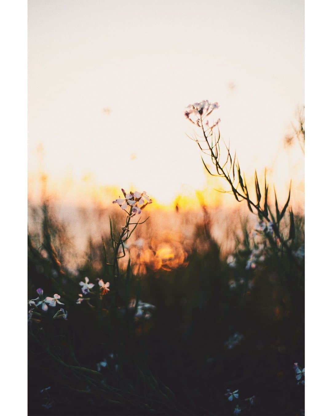 GENTAのインスタグラム：「Burning flowers🔥 #nokton」
