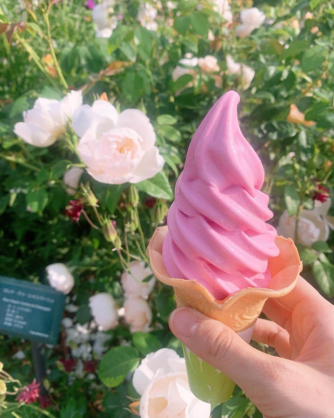 長谷川萌美さんのインスタグラム写真 - (長谷川萌美Instagram)「. .  #地元 #長岡 #越後丘陵公園 🌹 . . FMPORT「Bitter & SweetのGOLDEN SOUNDay♪」放送中📻！！👭 . 長岡ライブの後、ロケ収録をさせて頂きました！ . 私があさひちゃんとスタッフさんを連れて行きたいと思った #国営越後丘陵公園 🌈へ♪ @echigohillsidepark ←✨ .  #薔薇 が見頃ということで 気になっていたので 行きたかったのです！！😊 #もえみた花たち . スタッフさんの松田さんに案内して頂きました💓 . 色んな種類の薔薇が咲き誇っていて素敵でした🌹✨ 6/16まで開催中です！！ . 「赤ばらソフト」とっても華やかな香りが口いっぱいに広がって美味しかったぁ✨ . 変形自転車は急に下り坂でめちゃくちゃ速くなってびっくりしました！！😂風が気持ちよかった〜✨ . 小学生の時に遊びに来ていたので懐かしかったです☺️ . ありがとうございました🙌 .  #タイムフリー でもぜひお聴きください！！👭 . .  #fmport #ラジオ #越後丘陵公園 #花 #flowers #バラ #rose」6月9日 18時56分 - moemi_hasegawa