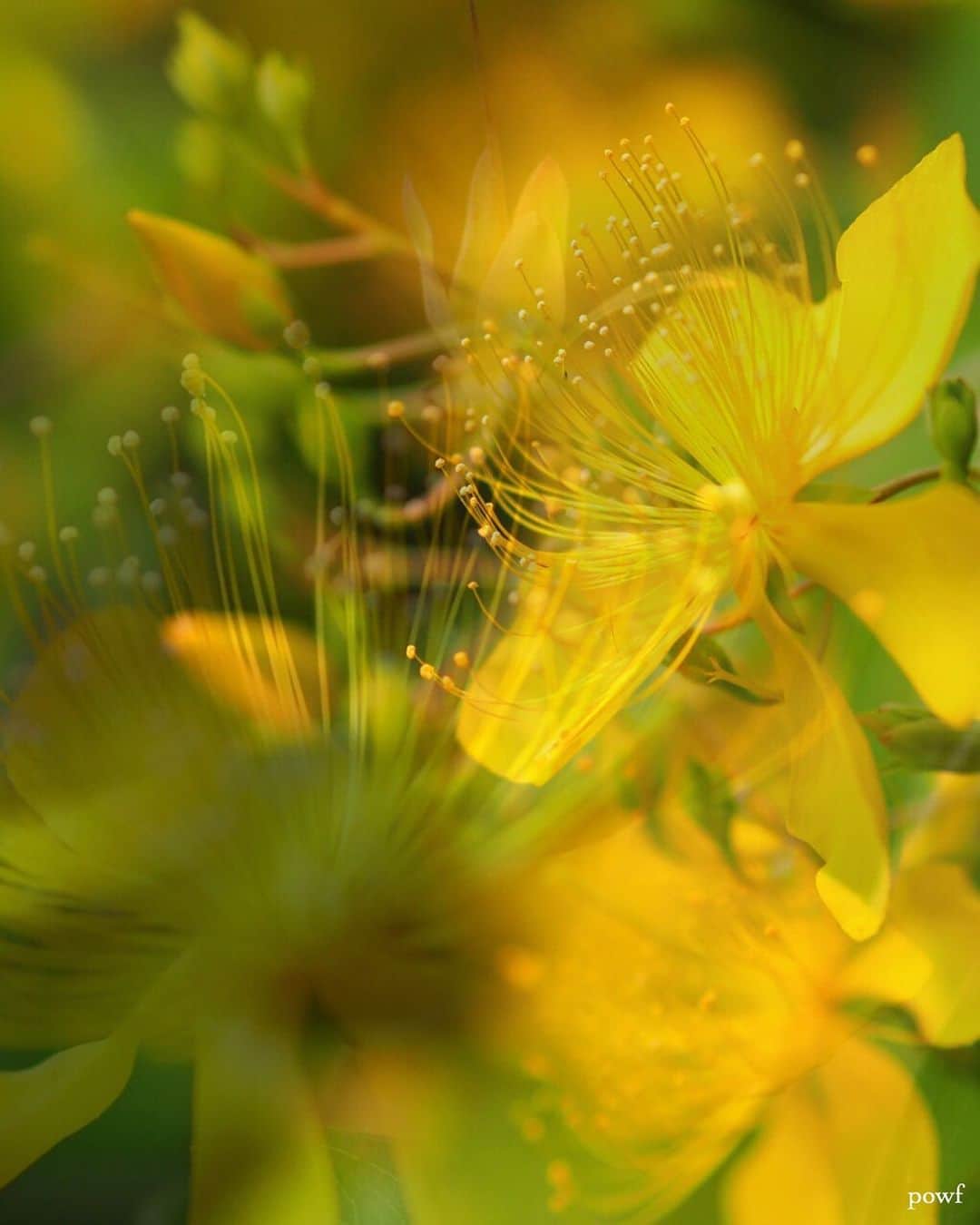 anemone_69のインスタグラム：「. #ビヨウヤナギ #未央柳」