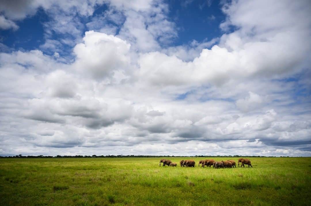 National Geographic Travelさんのインスタグラム写真 - (National Geographic TravelInstagram)「Photo by @taylorglenn | A herd of elephant move through the big skies and open plain of the Silale Swamp in Tarangire National Park, Tanzania. Follow @taylorglenn for more from Africa and beyond. #tanzania #africa #tarangirenationalpark」6月9日 19時03分 - natgeotravel