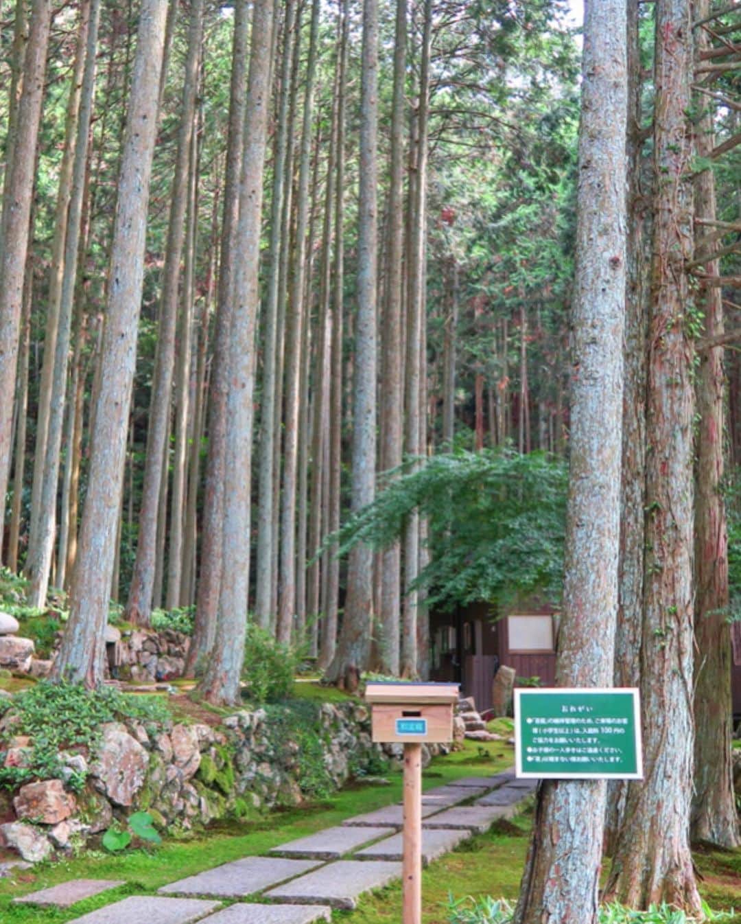 Mai Wakimizuさんのインスタグラム写真 - (Mai WakimizuInstagram)「続いてはtea time＼(^o^)／目の前に広がる苔の光景にただただ感動♡毎日苔を植え水をやり、5年間手入れされたお庭だそう。そんな愛情いっぱいのお庭にあるウッドデッキで喫茶タイム♡空気は澄んでるし、程よい日差しが苔に差し込みキラキラ。なんて良い時間でしょう♡ #wakkingourmet#苔庭#こけむしろ#愛媛」6月9日 19時17分 - wakkin__m