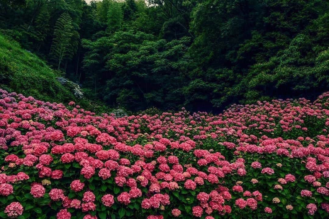 花の写真館のインスタグラム：「Photo by @mcam_t.⠀ https://instagram.com/mcam_t/⠀ .⠀ Original Post[投稿頂いたURL]⠀ https://www.instagram.com/p/BkRdo93gEFZ/⠀ .⠀ 本アカウントは、 #私の花の写真 をつけてInstagramに投稿された皆さまの花の写真や、「花の写真館」Facebookページで投稿された花の写真を紹介します。⠀ 「花の写真館」Facebookページは、「 @floral.photograph 」のプロフィールにあるURLからご覧ください。⠀ .⠀ #花の写真館 #floralphotograph #floralphoto #flower #flowers #富士フイルム #FUJIFILM⠀ Follow: @floral.photograph」