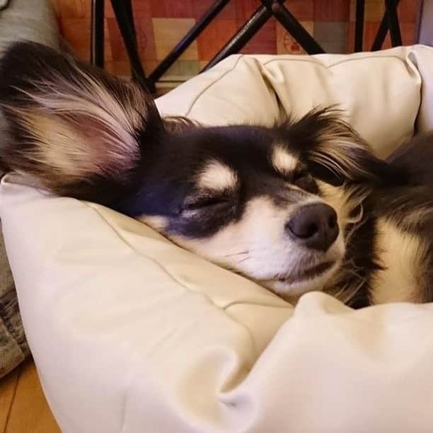 DogHuggyのインスタグラム