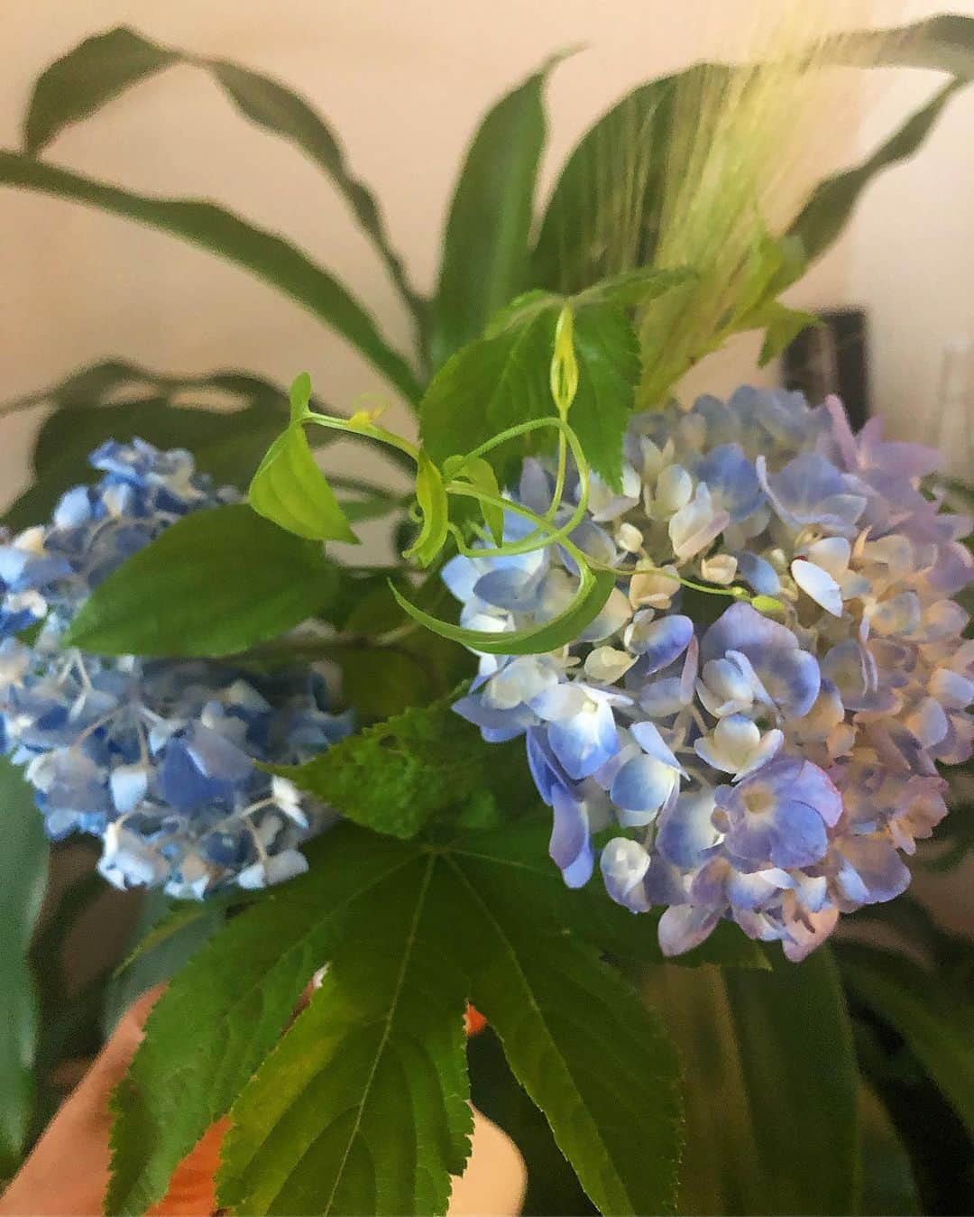 美舟さんのインスタグラム写真 - (美舟Instagram)「★紫陽花 Hydrangea ★ 梅雨の季節に入りましたか…  #紫陽花 #アジサイ #6月 #June #梅雨 #thanks」6月9日 20時13分 - mifune2014