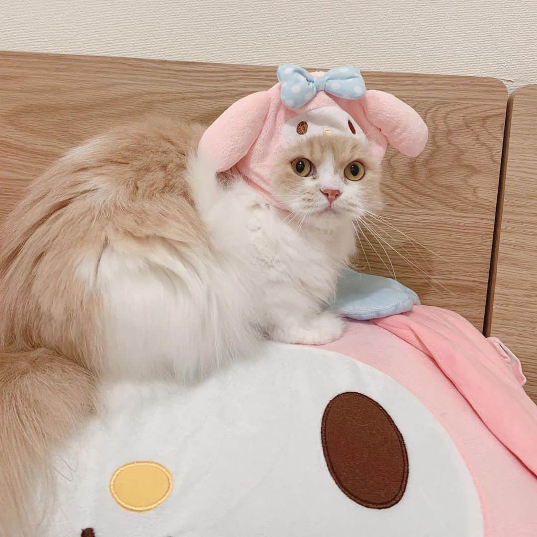のんたさんのインスタグラム写真 - (のんたInstagram)「のんめろ◁ぼーめろ◁ぱんめろ🐰 ぱんちゃんのサイズがあって大感激💕 ・ #scottishfold #catstagram_japan #catsofinstagram #cats_of_instagram #catoftheday #purr #ilovemycat #bestmeow #catlover #cutecat #kittensofinstagram #cute #スコティッシュフォールド#sanrio#mymelody#マイメロディ」6月9日 20時26分 - utacci