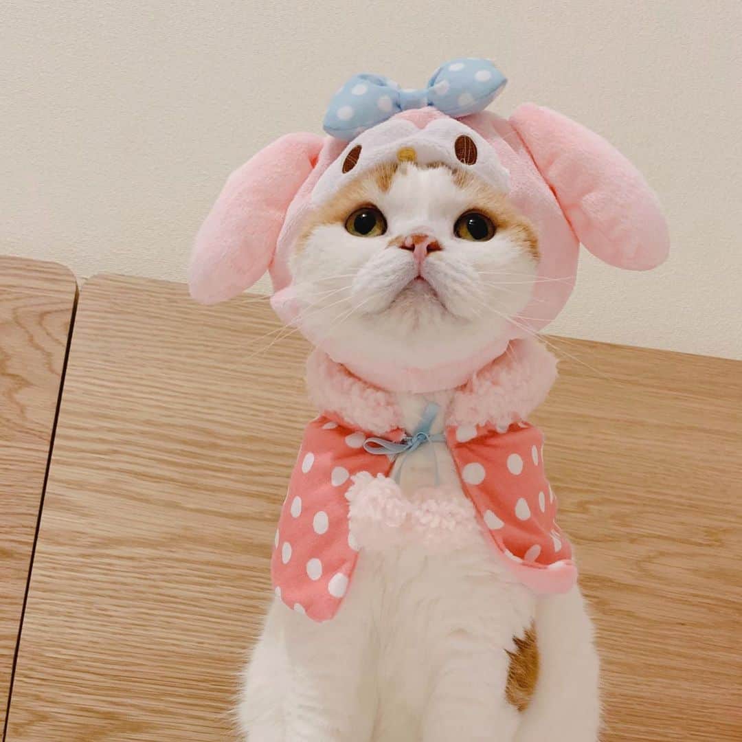 のんたさんのインスタグラム写真 - (のんたInstagram)「のんめろ◁ぼーめろ◁ぱんめろ🐰 ぱんちゃんのサイズがあって大感激💕 ・ #scottishfold #catstagram_japan #catsofinstagram #cats_of_instagram #catoftheday #purr #ilovemycat #bestmeow #catlover #cutecat #kittensofinstagram #cute #スコティッシュフォールド#sanrio#mymelody#マイメロディ」6月9日 20時26分 - utacci