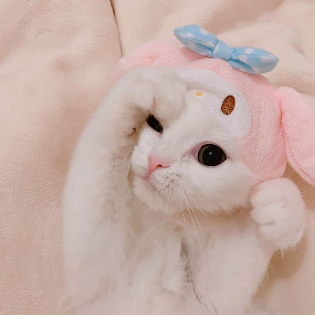 のんたさんのインスタグラム写真 - (のんたInstagram)「のんめろ◁ぼーめろ◁ぱんめろ🐰 ぱんちゃんのサイズがあって大感激💕 ・ #scottishfold #catstagram_japan #catsofinstagram #cats_of_instagram #catoftheday #purr #ilovemycat #bestmeow #catlover #cutecat #kittensofinstagram #cute #スコティッシュフォールド#sanrio#mymelody#マイメロディ」6月9日 20時26分 - utacci