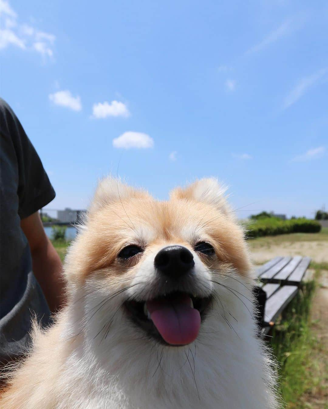 犬バカ部宣伝部長さんのインスタグラム写真 - (犬バカ部宣伝部長Instagram)「1歳半のリンちゃん😊﻿ 🦊信楽焼 と パンダ🐼にしか見えない🤣﻿ ﻿ ポメラニアンすっごいアクティブ😋﻿ ボールとか持ってきてくれて賢くて可愛い🐼💕﻿ ﻿ #犬バカ部﻿ #bordercollie﻿ #ボーダーコリー ﻿ #信楽焼とパンダ」6月9日 20時35分 - umetaturou