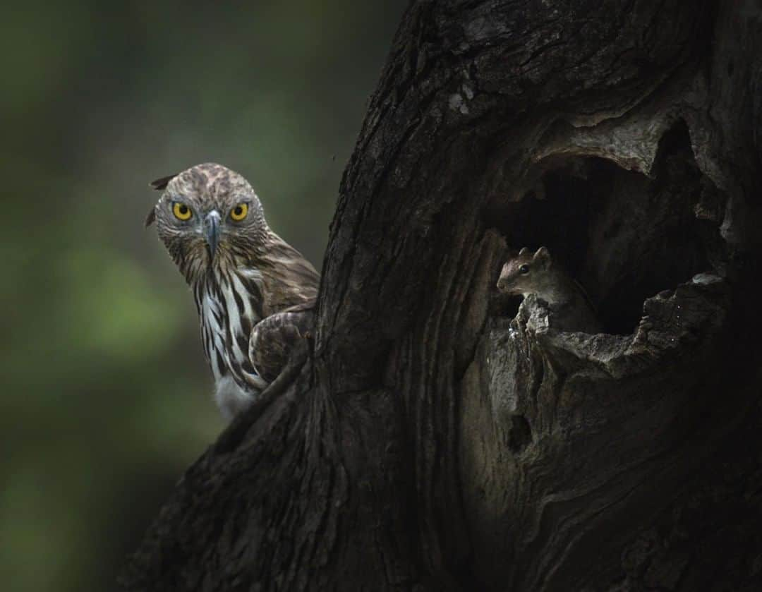 Discoveryさんのインスタグラム写真 - (DiscoveryInstagram)「“A screengrab from our RED Camera as we filmed a Hawk Eagle and a Palm Squirrel dancing with death.” 📸 + caption by Shaaz Jung (@shaazjung) . . . . #photography #photooftheday #explore #naturephotography #nature #potd #travelIG #redcamera #wow #wildlifeIG #wild」6月9日 20時32分 - discovery