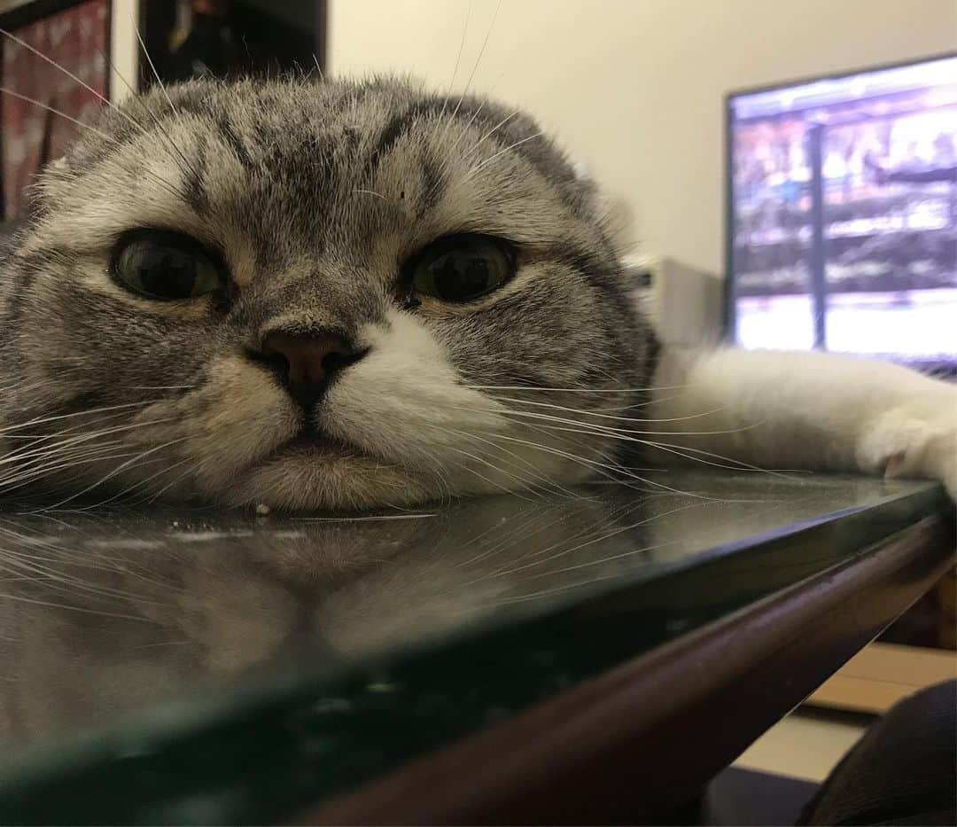 KATSUOのインスタグラム：「#cat #catstagram #catsofistagram #instacat #cutecat #katsuo」