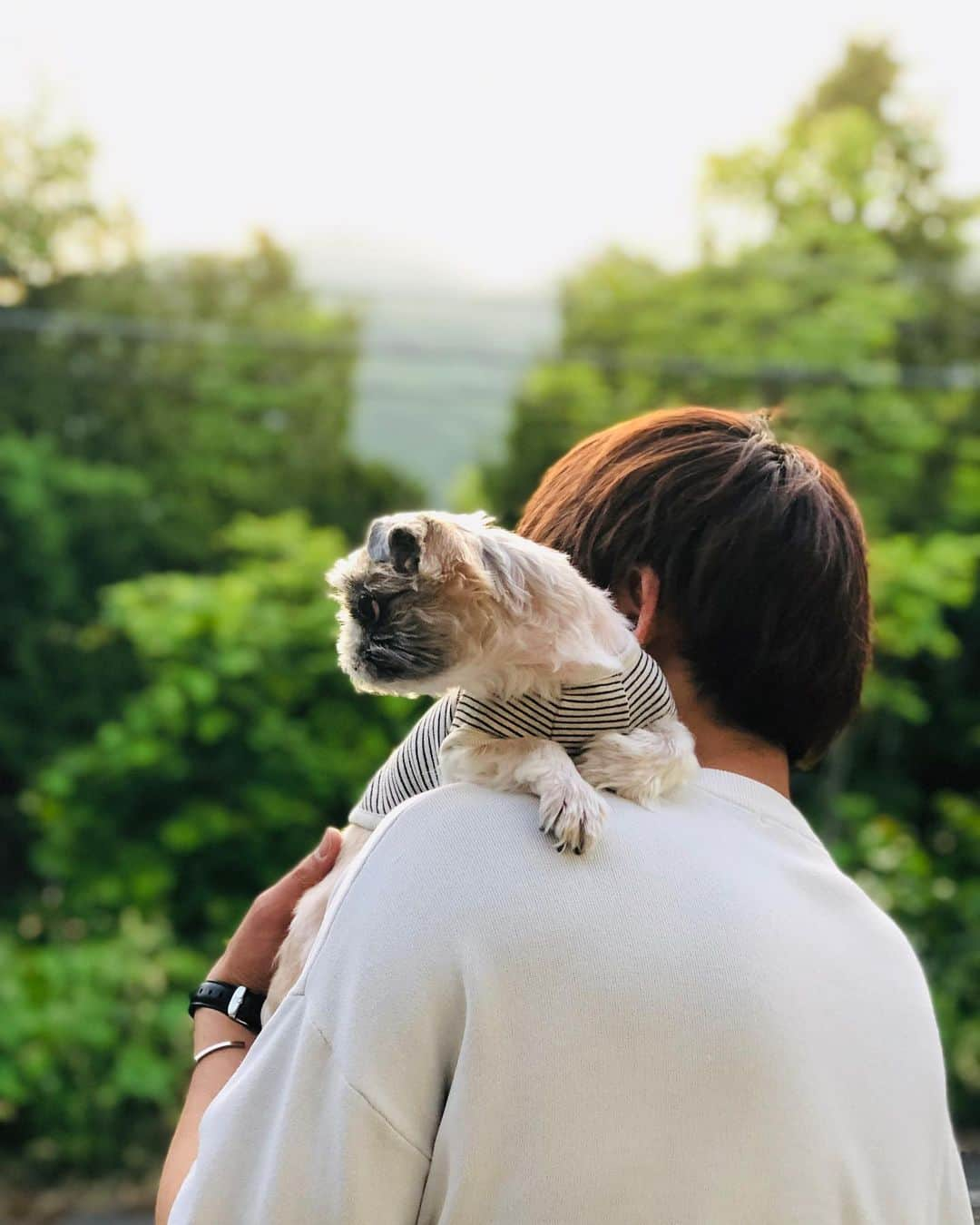 斎藤洸さんのインスタグラム写真 - (斎藤洸Instagram)「外気持ちいいねぇ、きゅうりちゃん🥒 それにしても、抱っこ好きだねw #dog #犬 #保護犬 #シーズー #わさびちゃんち」6月9日 20時51分 - snare_saitou