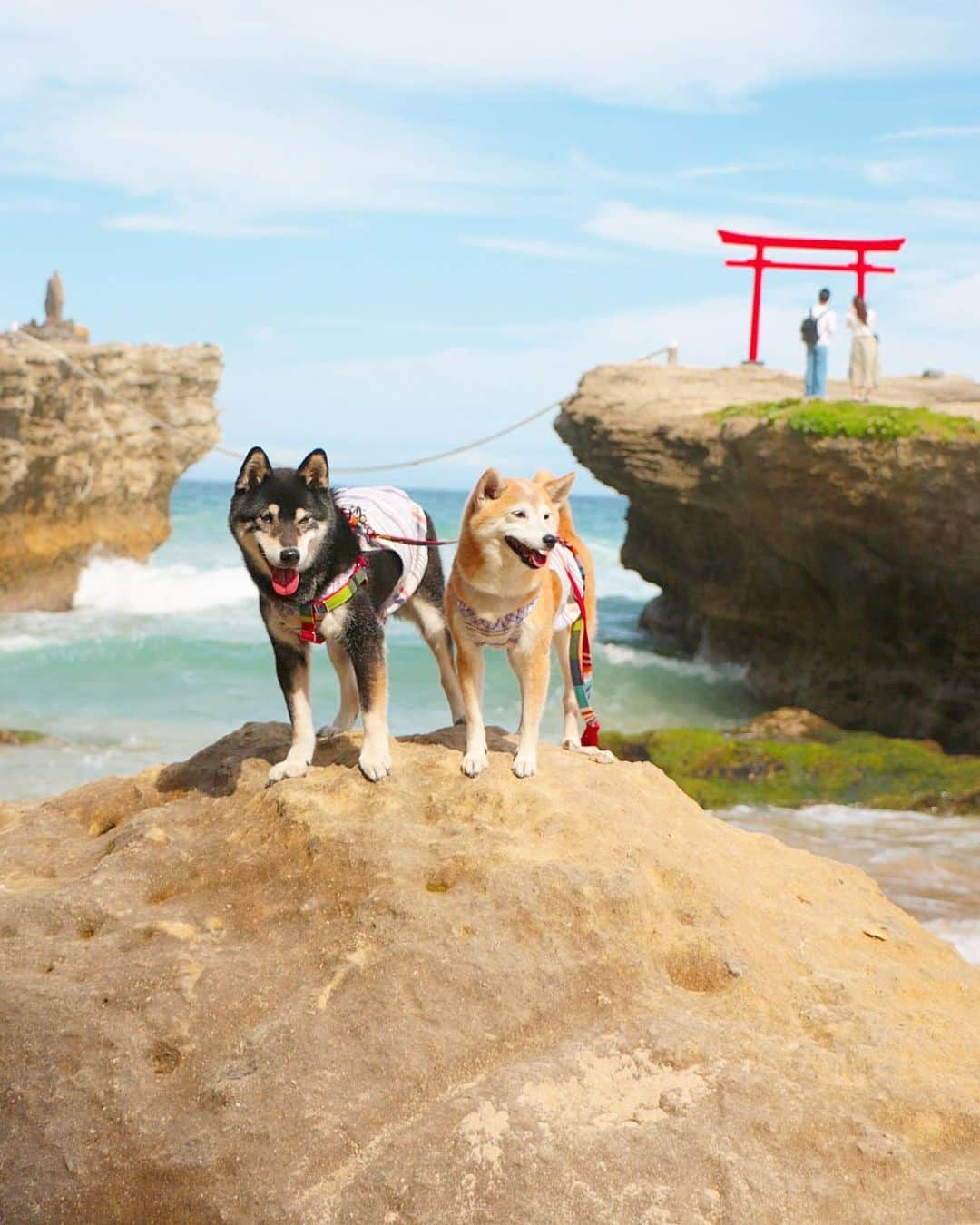 柴犬 けんしろう ゆりあさんのインスタグラム写真 - (柴犬 けんしろう ゆりあInstagram)「🐶⛩🐶スワイプしてね . 2019.6.3-6.4 けんゆり下田・伊東・熱海旅行⑥🐾 昨日の1枚では伝えきれないので ①②海を臨む鳥居の全体図📷 ③鳥居から眺める伊豆大島と白浜海岸📹 けんゆりとともにご覧くださいませ🙏 お宿編へつづく.. . . Location: 下田 #白浜神社」6月9日 21時03分 - nerishiro