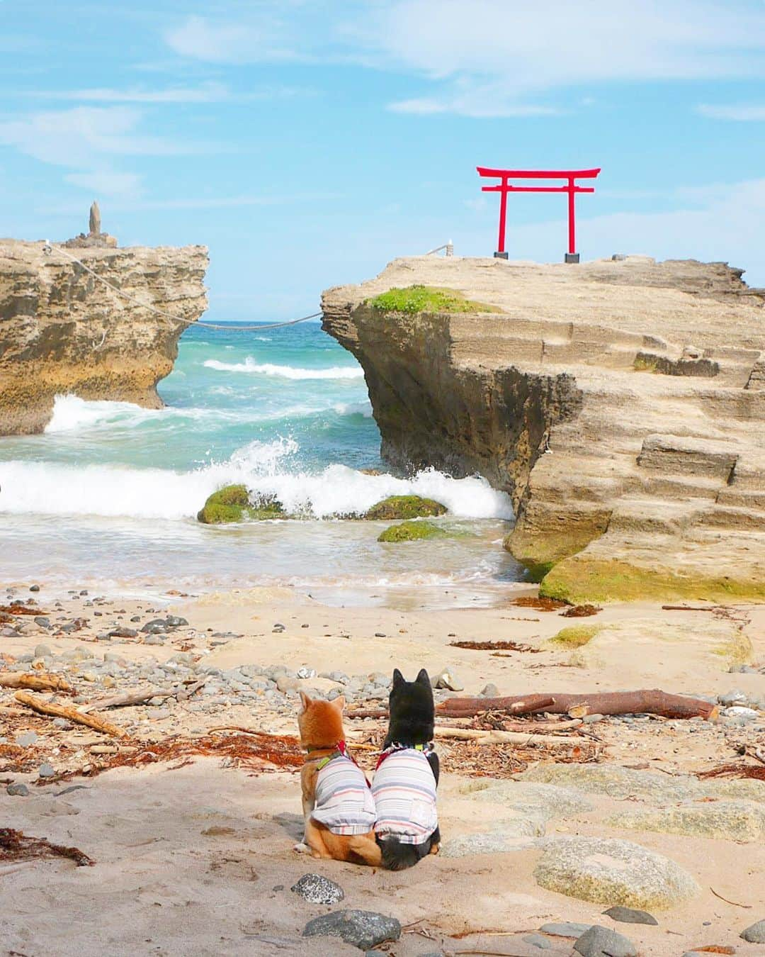 柴犬 けんしろう ゆりあさんのインスタグラム写真 - (柴犬 けんしろう ゆりあInstagram)「🐶⛩🐶スワイプしてね . 2019.6.3-6.4 けんゆり下田・伊東・熱海旅行⑥🐾 昨日の1枚では伝えきれないので ①②海を臨む鳥居の全体図📷 ③鳥居から眺める伊豆大島と白浜海岸📹 けんゆりとともにご覧くださいませ🙏 お宿編へつづく.. . . Location: 下田 #白浜神社」6月9日 21時03分 - nerishiro