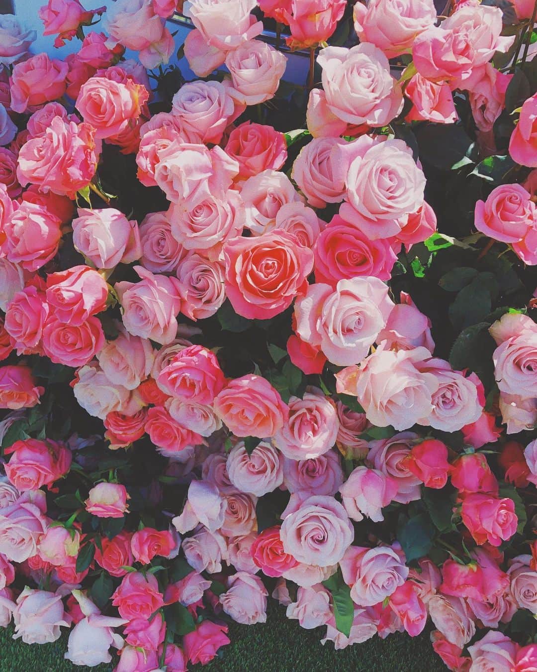 ユリサのインスタグラム：「Yes! Today was a National rosé day🍷✧﻿ I thought it was a rose day🌹 till I get to the party. lol  @roseday_la @corkcicle Thank you💗💗 #Rose #Rosé」
