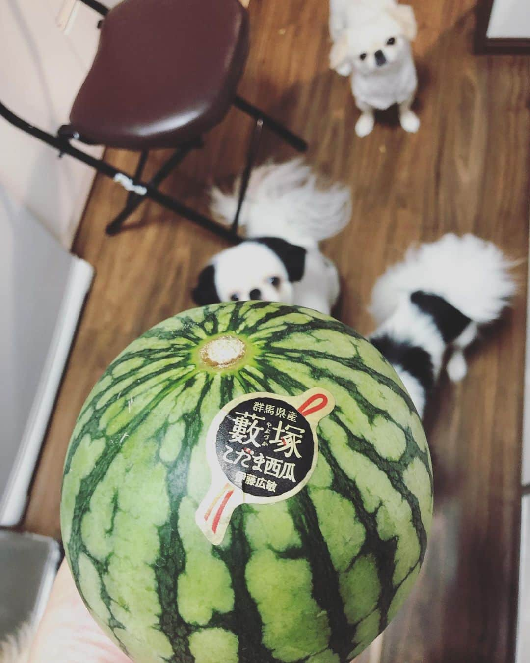 juntowaさんのインスタグラム写真 - (juntowaInstagram)「小玉スイカに夢中。#スイカ#🍉」6月9日 21時33分 - juntowa