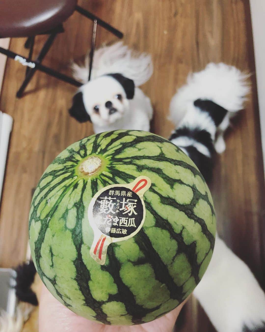 juntowaさんのインスタグラム写真 - (juntowaInstagram)「小玉スイカに夢中。#スイカ#🍉」6月9日 21時33分 - juntowa