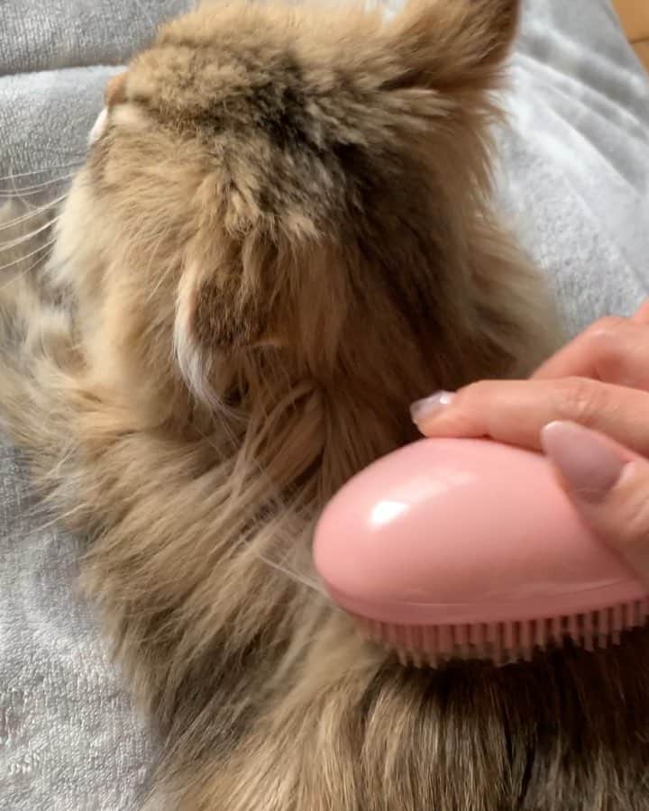 にこのインスタグラム