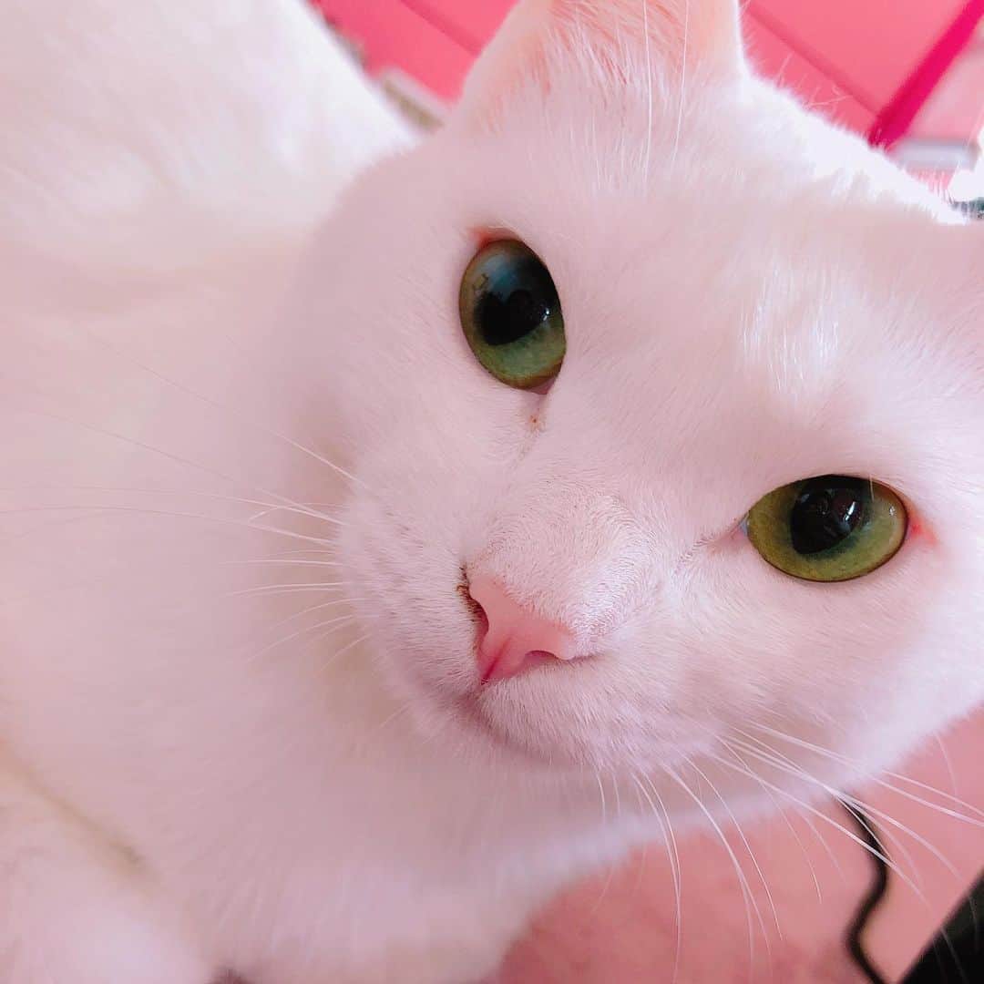 秋田知里さんのインスタグラム写真 - (秋田知里Instagram)「百面相みかんさん #みかんとふう #猫 #ねこ #ネコ #ねこすたぐらむ #白猫 #cat」6月9日 22時19分 - akitachisato_official