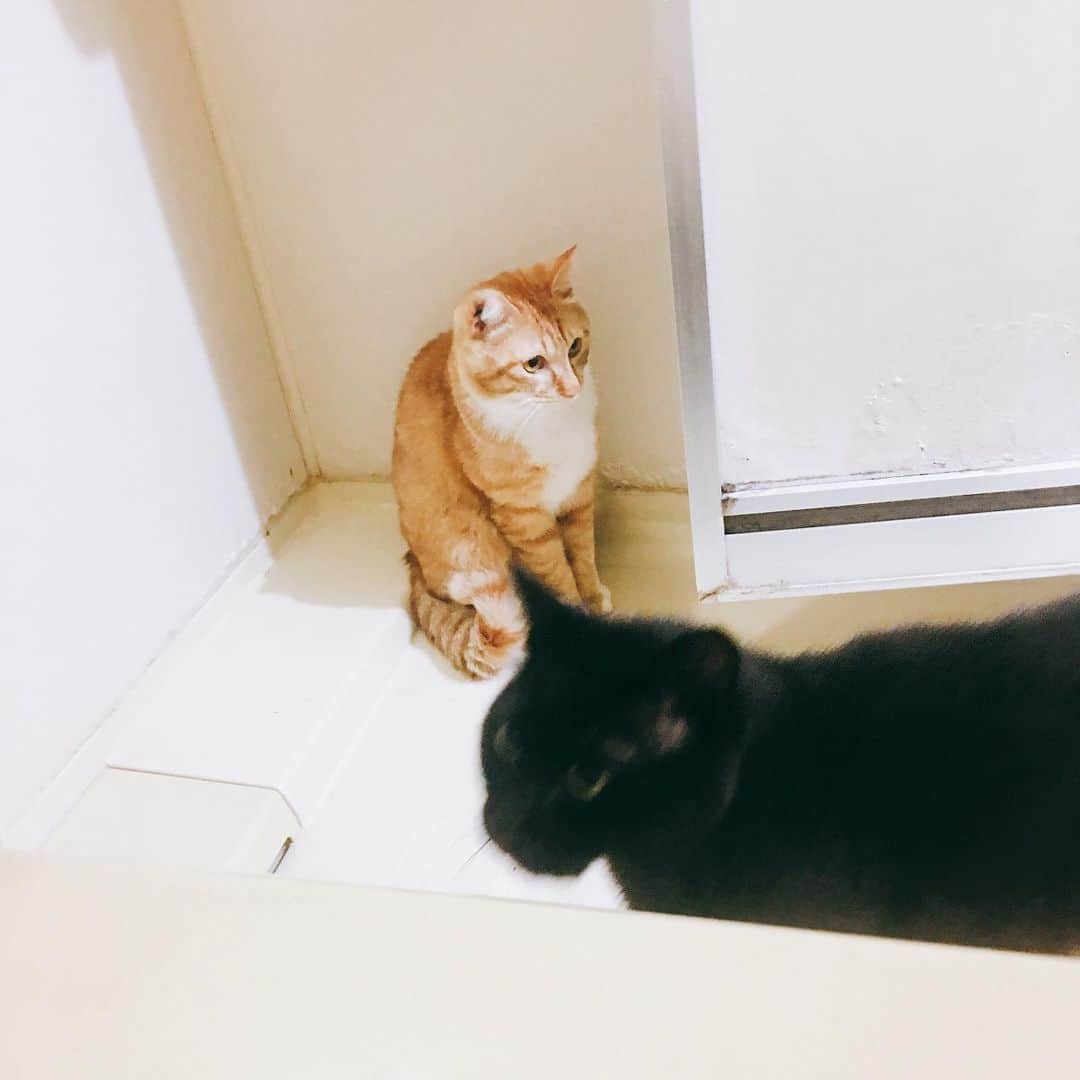 金巻ともこさんのインスタグラム写真 - (金巻ともこInstagram)「わらわらと風呂に集まってくる猫たち。いや悪かったよ、ごはんあげただけですぐに風呂入ってさ。ただいま。 ＊ 旅行楽しかったなー！ #kurohakuchai #cat #blackcat #黒猫 #茶トラ #猫多頭飼い #tabby #orangetabby #whitecat #白猫」6月9日 22時14分 - tomotomoco