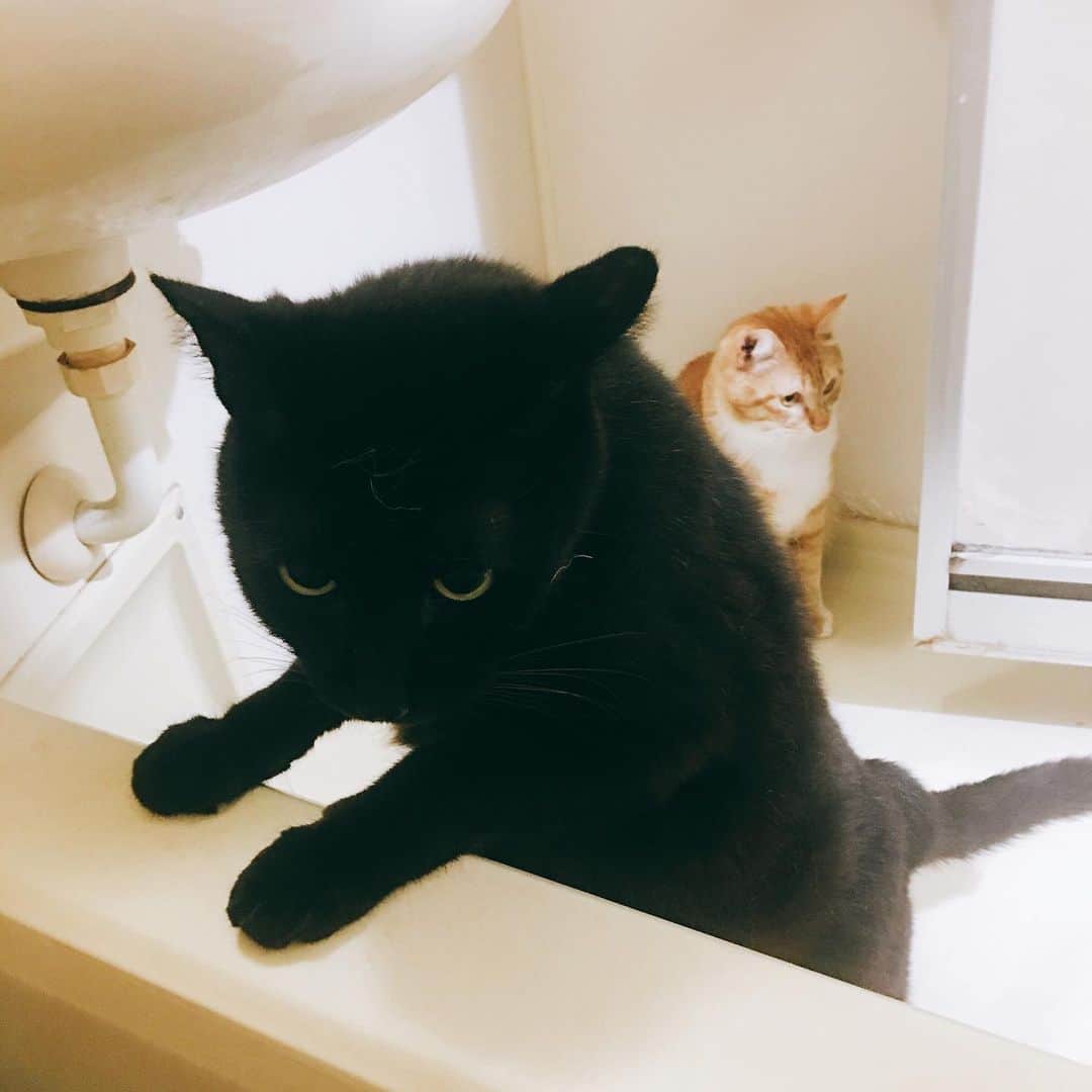 金巻ともこさんのインスタグラム写真 - (金巻ともこInstagram)「わらわらと風呂に集まってくる猫たち。いや悪かったよ、ごはんあげただけですぐに風呂入ってさ。ただいま。 ＊ 旅行楽しかったなー！ #kurohakuchai #cat #blackcat #黒猫 #茶トラ #猫多頭飼い #tabby #orangetabby #whitecat #白猫」6月9日 22時14分 - tomotomoco