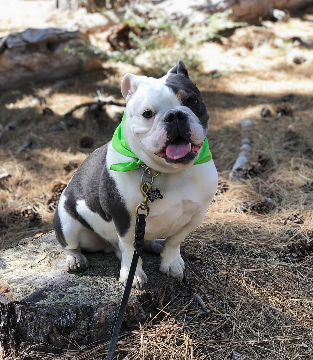 Bodhi & Butters & Bubbahさんのインスタグラム写真 - (Bodhi & Butters & BubbahInstagram)「Pro tip: if you exercise in the morning then you can sleep all day 🐶💕 . . . . #professional #bulldog #fitness #advice #healthy #puppy #dogsofinstagram #bestoftheday #lake #tahoe #hiking #nature」6月9日 22時25分 - keonistuff