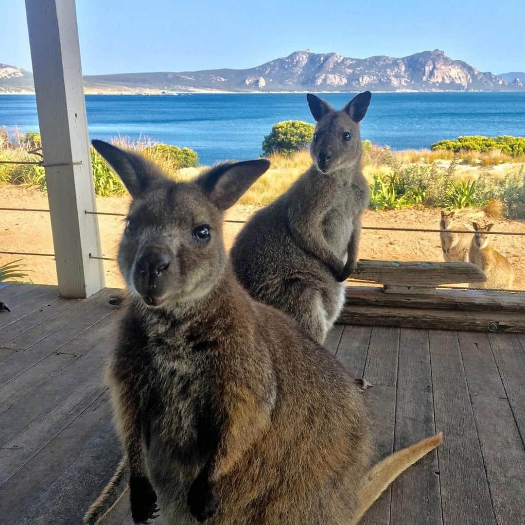 Australiaさんのインスタグラム写真 - (AustraliaInstagram)「When unexpected visitors turn up for lunch 🤗 @oceanspiritgirl met these friendly Bennetts #wallabies when they literally showed up on the doorstep of one of the local @visitflindersisland residents! This atmospheric #island off the coast of mainland @Tasmania is full of sandy beaches, rambling hillsides and little-known native animals like Tasmanian pademelons and potoroos. Pay this spot a visit for its incredible seafood (make sure you sample the famed Flinders Island crayfish) and stay at one of the fabulous beachfront accommodation offerings like @sawyersbayshacks or @palanabeachhouse.  #seeaustralia #discovertasmania #visitflindersisland #wildlifephotography #weeklyfluff」6月10日 4時00分 - australia
